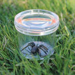 Borcan cu lupa pentru observarea insectelor