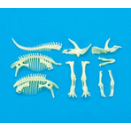 Schelet Triceratops reflectorizant