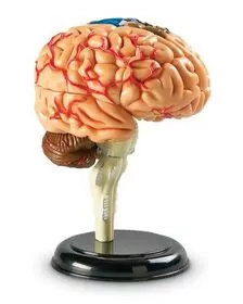Macheta creierul uman
