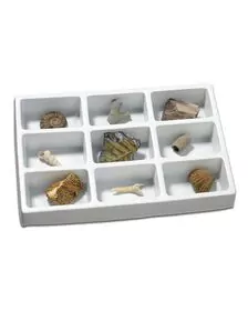 Kit paleontologie - Fosile