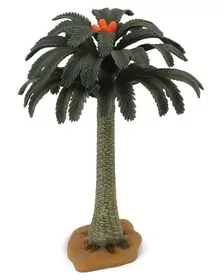 Copac Cycad Collecta