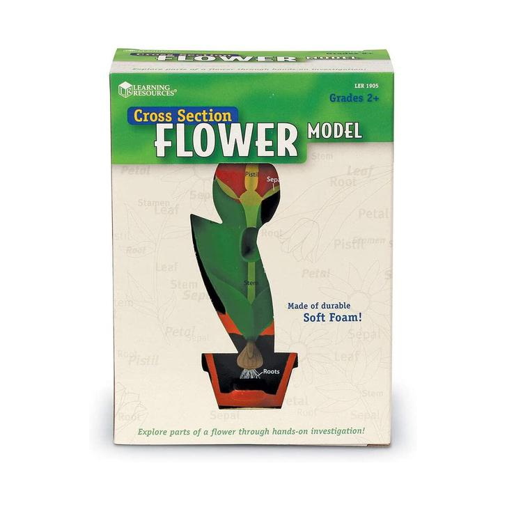 Model de sectiune a florii