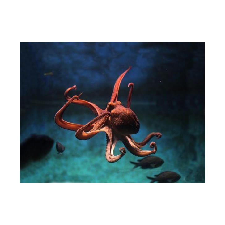 Proiector tip lanterna - Animale marine