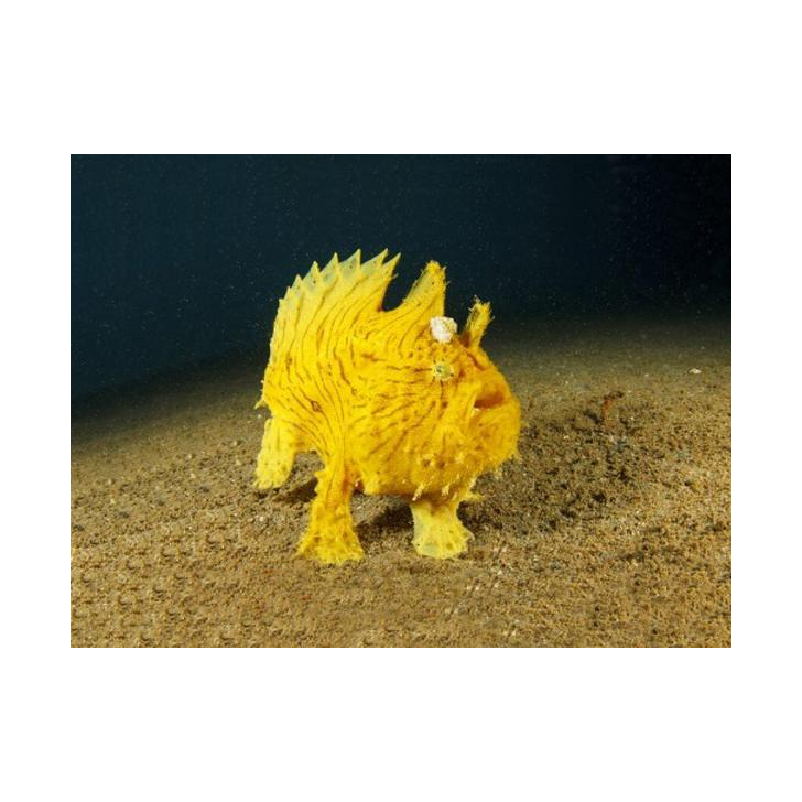 Proiector tip lanterna - Animale marine