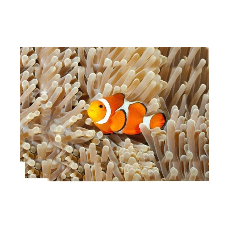 Proiector tip lanterna - Animale marine