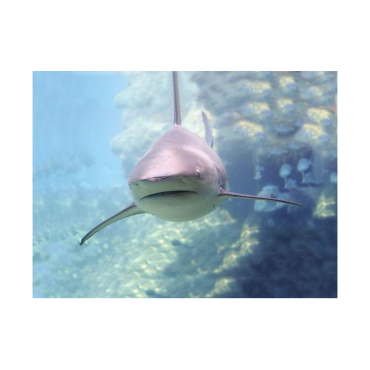 Proiector tip lanterna - Animale marine