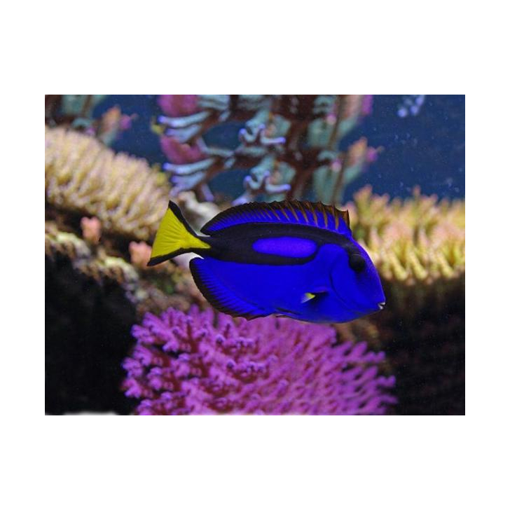 Proiector tip lanterna - Animale marine